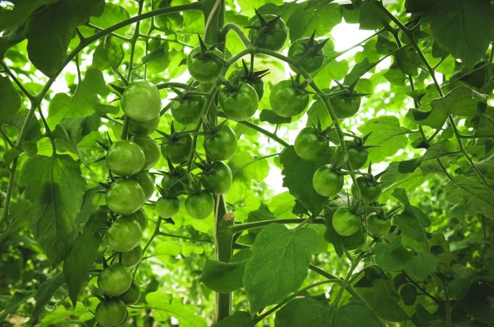55000 Sq.M farm growing cherry tomatoes and flowers looking for Smart monitoring system in Abu Dhabi, photo 1 of 3